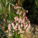 Bed & Breakfast Osterija Na Planinci 3*
