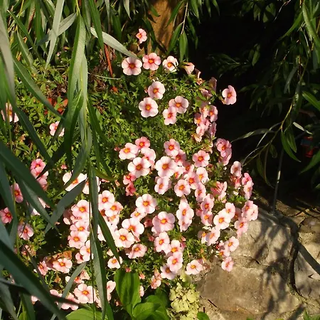 Couette-café Osterija Na Planinci 4*