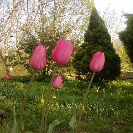 Couette-café Osterija Na Planinci