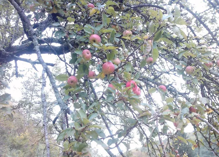 Oda ve Kahvaltı Osterija Na Planinci 4*