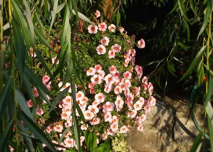 Oda ve Kahvaltı Osterija Na Planinci 4*