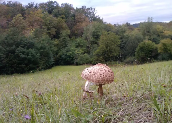 Osterija Na Planinci Oda ve Kahvaltı Divača
