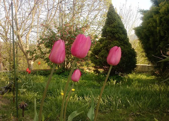 Oda ve Kahvaltı Osterija Na Planinci